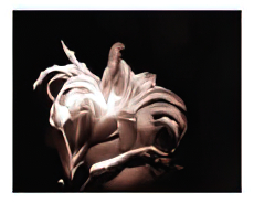 Daylily