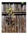 Bamboo Fence