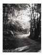 The Road Taken Scenic Streets & Roadways