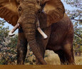 Jumbo