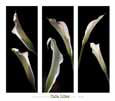 Calla Lilies
