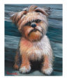 Little Brussels Griffon