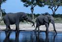 African Elephants, Chobe NP