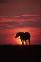 Silhouette of Horse at Sunset, Lexington, KY