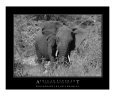 Charging African Elephant