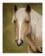 Palomino Beauty