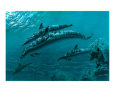 The Dolphins