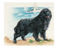 Newfoundland