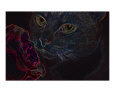 Black Light Rose Kitty