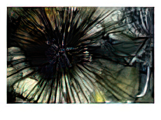 A Black Diadema Sea Urchin