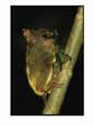 A tarsier climbs a tree as it feeds on an insect