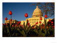 View of the Capitol Building