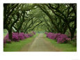 A Beautiful Pathway Lined with Trees and Purple Azaleas