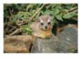 A Rock Hyrax Sits on Rock