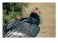 A Captive California Condor