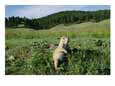 Black-Tailed Prairie Dog by its Burrow