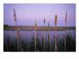 Cattails