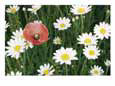 View of a Single Poppy in a Field of Daisies