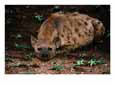 Spotted Hyena