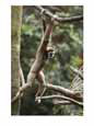 A gibbon hangs from a branch in the Lied Jungle exhibit