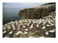 Northern gannets (Sula bassanus) roost on Bonaventure Island