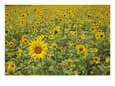 Field of Sunflowers