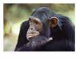 A close-up of one of the many chimpanzees that were studied by researcher Jane Goodall