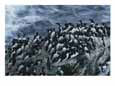 Common Murres Gather on the Rocks