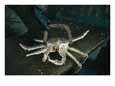 Alaskan king crab being measured