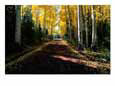 Dirt road leading through a grove of aspen trees