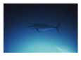 A tuna fish swimming in the water