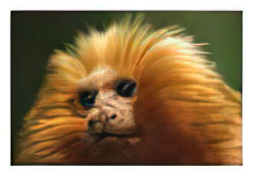 A Portrait of a Golden Lion Tamarin