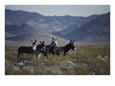 Wild Burros Descended from Those Left by Prospectors