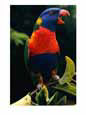A rainbow lorikeet