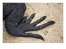 Foot of marine iguana on Espanola Island in the Galapagos Islands