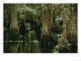 A great egret or common egret stalks fish in a cypress tree swamp