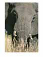 A close view of an African elephant