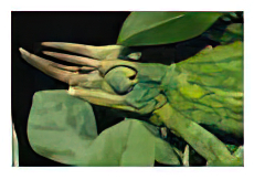 African male Jacksons chameleon (Chamaeleo jacksonii)