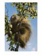 Porcupine in a Tree
