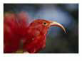 Close-up of an iiwi bird
