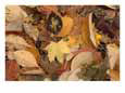 Mixture of Warm Colored Fall Leaves on the Ground