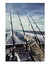 A pet iguana appears to be fishing from the back of a moving boat