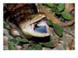 A blue-tongued skink