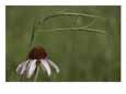 A walking stick insect balances on a blade of grass over a coneflower