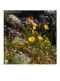 Yellow California Poppy in the North Coast Range of California, California, USA