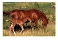 Mare and Colt Graze in Green Grass of Santa Cruz River Valley, Santa Cruz, New Mexico, USA