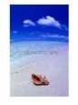 Shell on Beach, Fish-Eye, Cook Islands