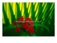 Red Bouvardia, Cook Islands