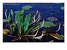 Marine Flora, Okefenokee Swamp Park, Georgia, USA