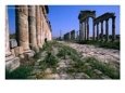 The Cardo Colonnade and Portico of the 1st Century Site of Apamea, Apamea, Tartus, Syria
